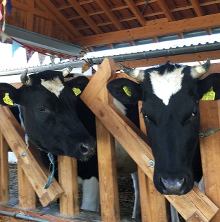 Kälber auf dem Wünnerhof Kälber auf dem Wünnerhof